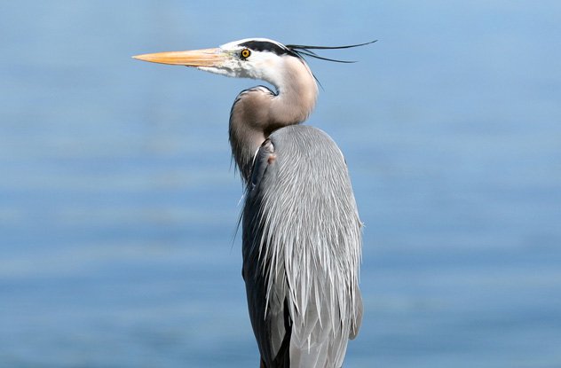 Roasted Heron